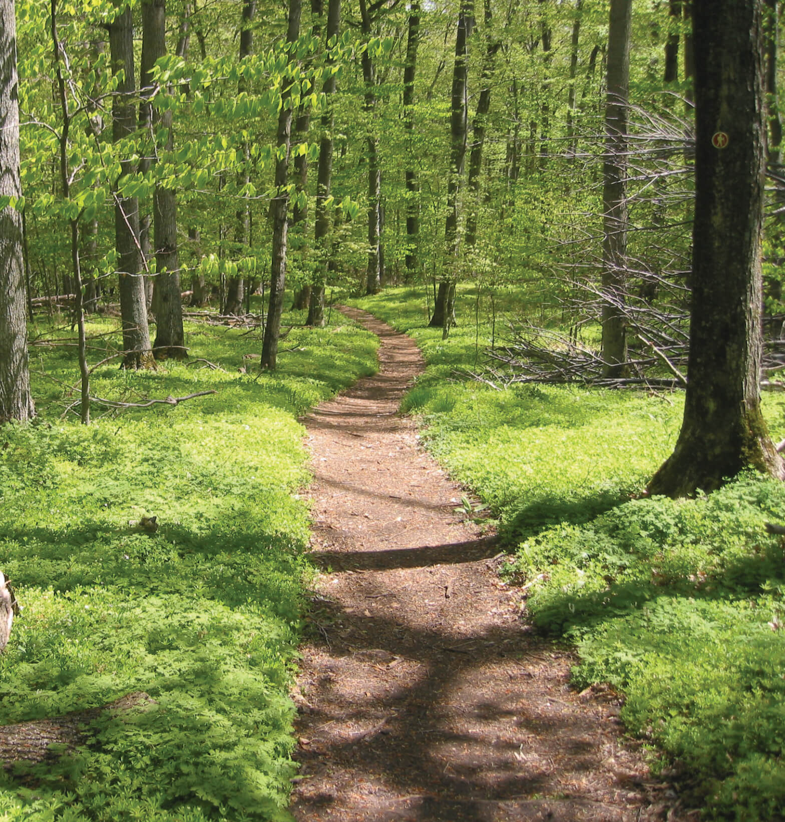 Whaleback Natural Area - The Leelanau Conservancy