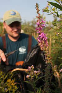 An EDRR (Early Detection, Rapid Response) crew member removes invasive Purple Loosestrife from a Natural Area before it goes to seed.