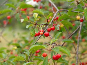 Cherries