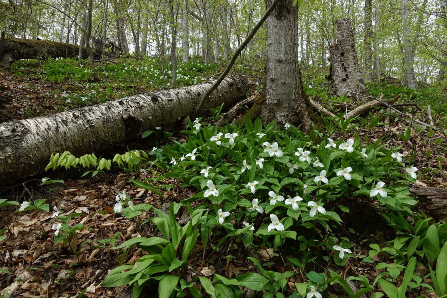 Clay Cliffs Natural Area - The Leelanau Conservancy