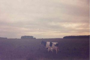 Mom and baby cow in mist