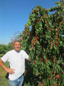 Don Kiessel admires last year's crop of cherries.