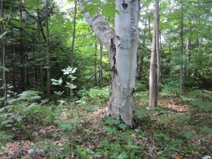 Mead property birch tree.