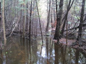 Mead property showing creek