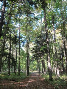 Forest with hemlock road 2013 web