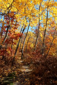 Hiking at Leelanau Conservancy Natural Areas brings visitors up close and personal with the stunning beauty that is a Leelanau Fall. Photo by Maia Hausler.