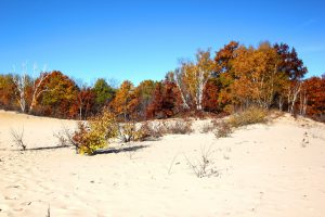 A diversity of tree species and habitats make Houdek Dunes Natural Area a brilliant spot for fall color viewing throughout the season. Photo by Maia Hausler. 