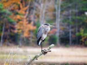 A heron rests at Kehl Lake Natural Area. Photo by Richard Gans