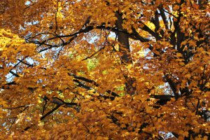 The forest canopy at the Krumweide Forest Reserve provides an array of golden hues. Photo by Maia Hausler.