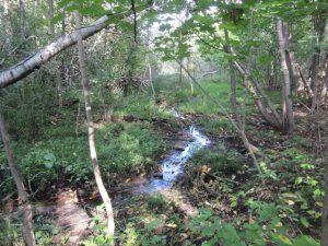 Multiple streams and seeps emerge from or pass by the property on their way to Cedar Lake