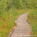 photo date/id: view larger here: https://leelanauconservancy.org/