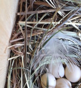 eggs in nest