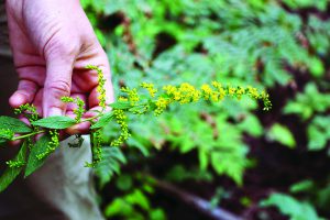 One of the many species of goldenrod found at the Soper Preserve.