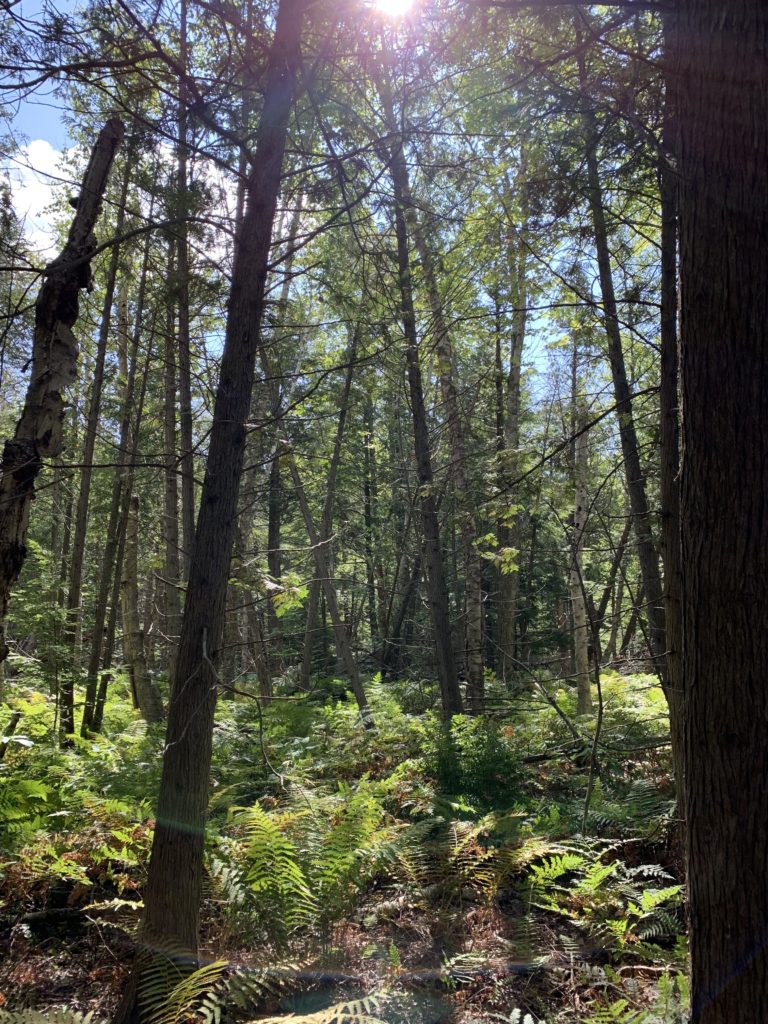 ferns forest sun Swanson