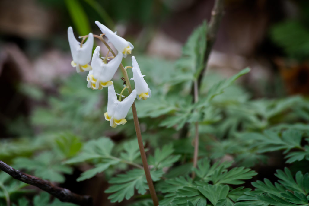 the healing power of nature essay