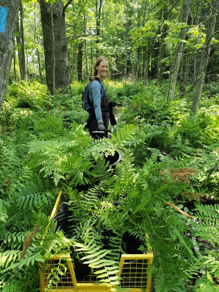 New Fern Garden at Palmer Woods Takes Shape - The Leelanau Conservancy