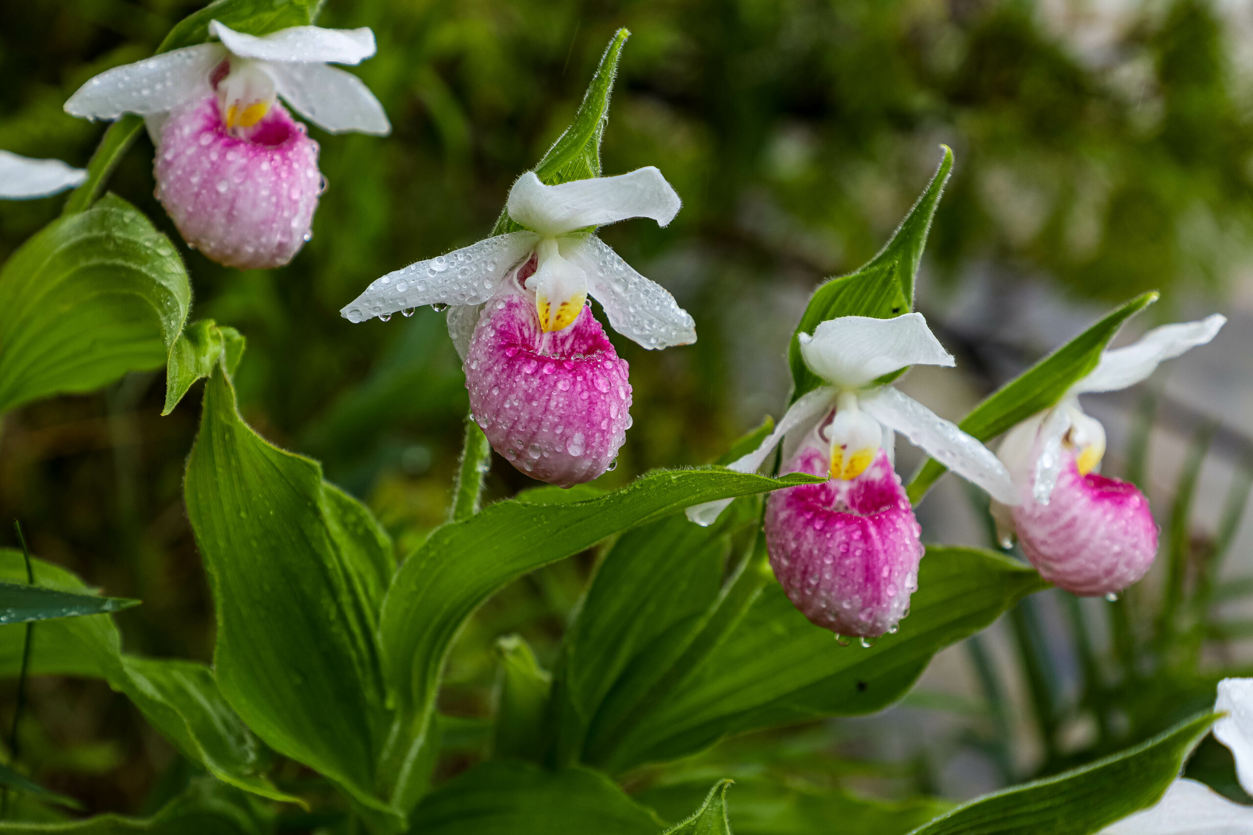 Showy Lady Slippers and Ice Hike at Teichner Preserve - The Leelanau  Conservancy